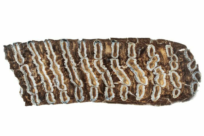 Polished Mammoth Molar Section - South Carolina #240491